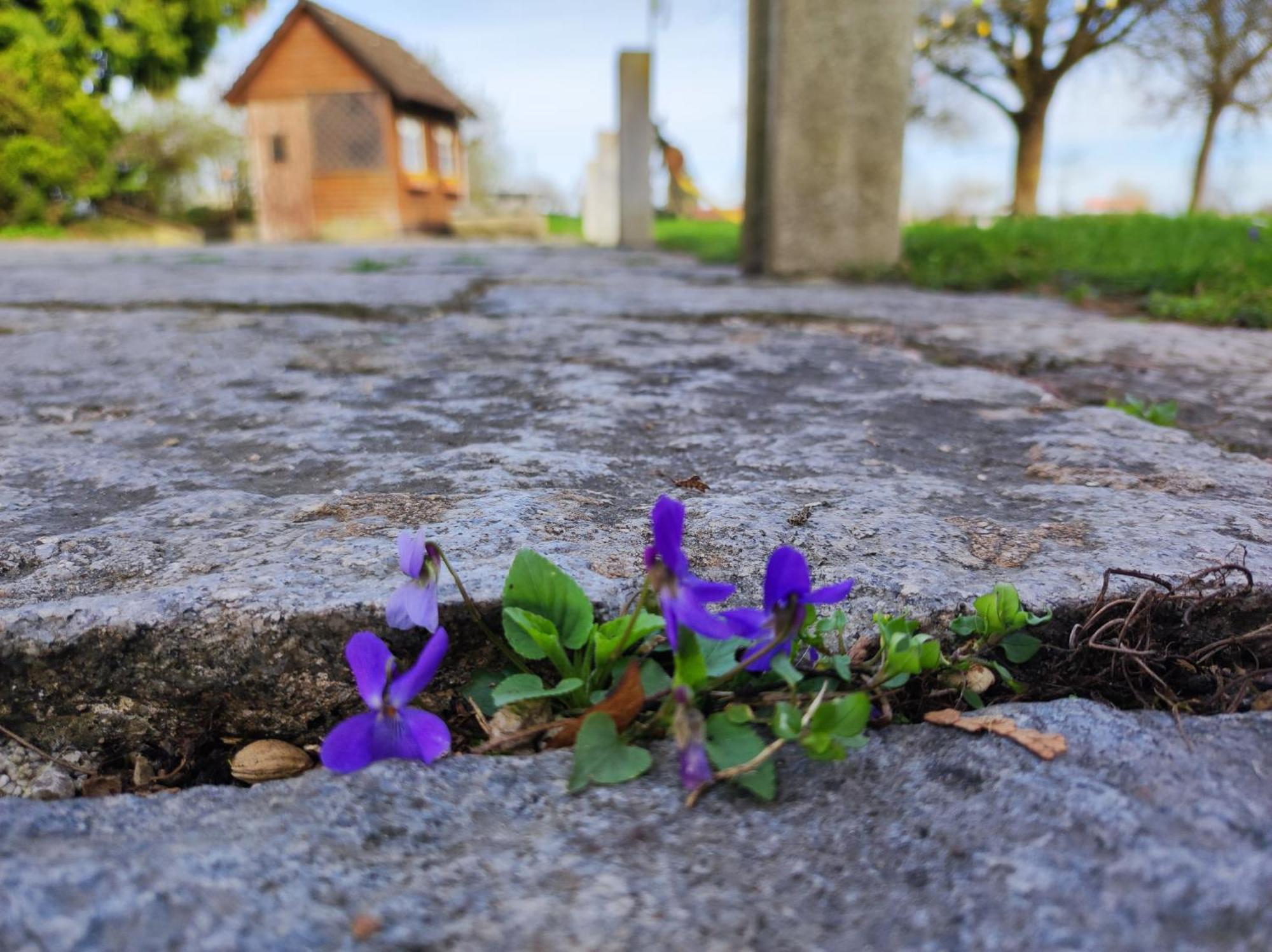 Peterseil'S Radl Zimmer Mauthausen Esterno foto